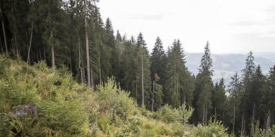 Die Pflege von Schutzwald soll im Kanton St. Gallen mit finanziellen Mitteln gefördert werden. (Archivbild)