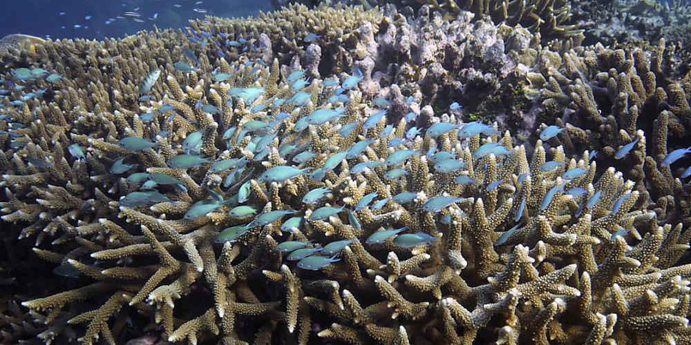 ARCHIV - Ein Fischschwarm schwimmt über Korallen vor der Küste von Queensland im Osten Australiens. Foto: Sam Mcneil/AP/dpa