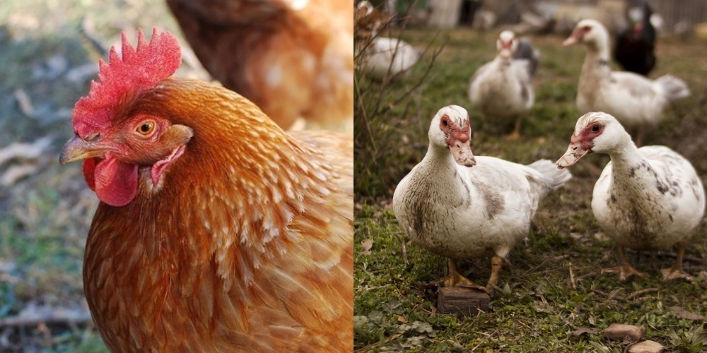 Die Schweiz wurde zum Vogelgrippe-Kontrollgebiet erklärt. (Symbolbild) 