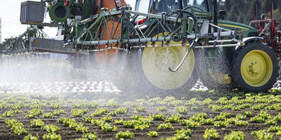 Fast 30 Prozent der Pestizid-Zulassungen in der EU sind nach Foodwatch-Recherchen im vergangenen Jahrzehnt ohne erneute Risikoüberprüfung verlängert worden. 135 der 455 in der EU zugelassenen Mittel seien betroffen. (Archivbild)