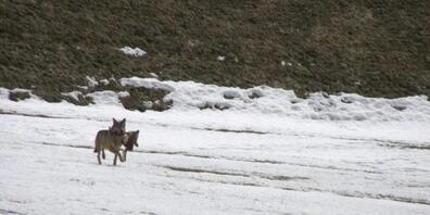 Im Tessiner Bleniotal ist ein junger Wolf geschossen worden. Im Bild ein Wolf mit Überresten von gerissenem Wild in der Leventina (Archivbild).