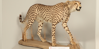 Das sichergestellte Tier