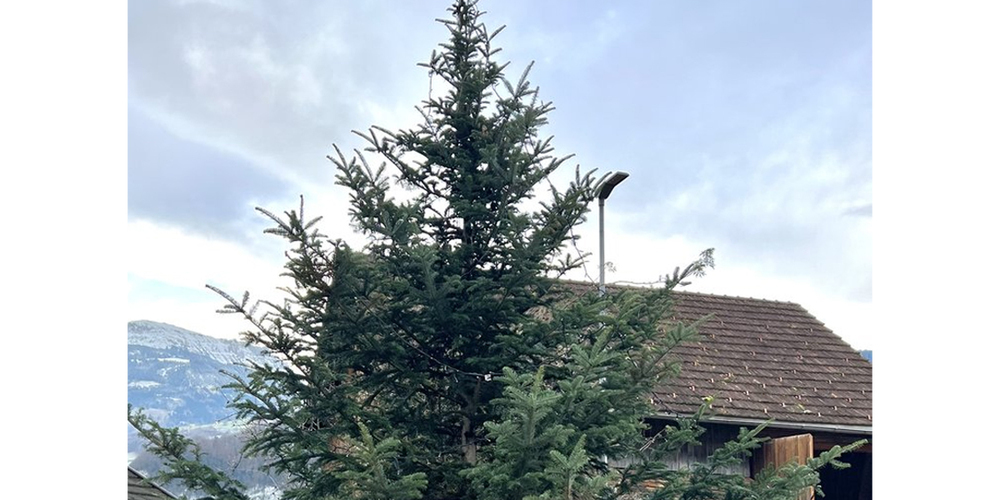 Neuer Ort, selbe Bestimmung: Der Baum aus Walenstadt erfreut in Tscherlach.