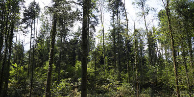 Fichtenholz aus dem Jura kommt im Gitarrenbau zur Anwendung. Der Klimawandel bedroht die Produktion der Musikinstrumente. (Archivbild)