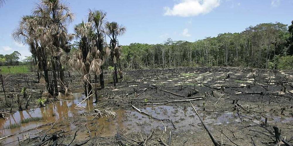 Die EU-Staaten wollen künftig keine Waren mehr importieren, für deren Produktion der Urwald abgeholzt wird. (Symbolbild)