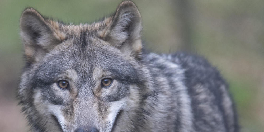 Die Bündner Wildhut hat im November einen Wolf erlegt. Nun hat sich herausgestellt: Das war der Leitwolf des Beverinrudels. (Symbolbild)