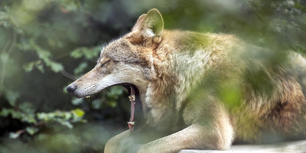Ein Wolf im Zoo Zürich. Das Parlament will, um den wachsenden Wolfsbestand zu kontrollieren, vorbeugende Regulierungsabschüsse erlauben. (Archivbild)