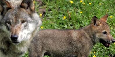 Im September hatte das Bundesamt für Umwelt aufgrund der zunehmenden Angriffe auf Rinderherden grünes Licht für den Abschuss von drei Jungwölfen aus dem Marchairuz-Rudel gegeben. Hier ein erwachsener Wolf und ein Welpe in einem Westschweizer Zoo.