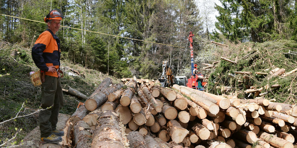 Die Schutzwaldpflege ist für die Sicherheit des Tals wichtig