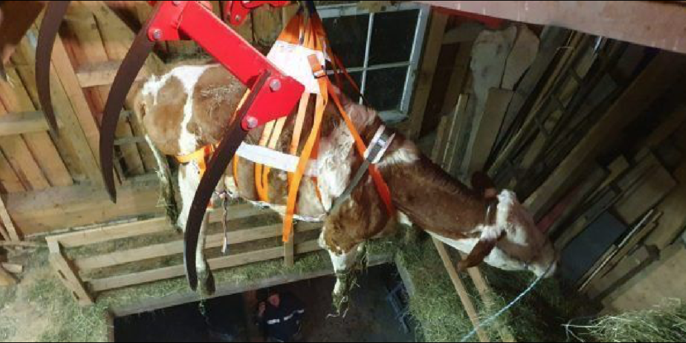 Die Kuh «Emma» musste vom Dachboden gehievt werden