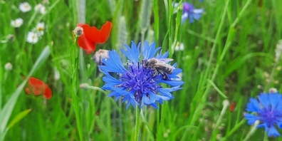 Blühflächen unterstützen die Bienen.