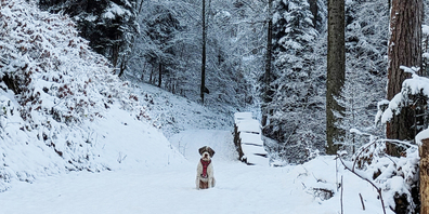 Schnee, wohin das Auge reicht!