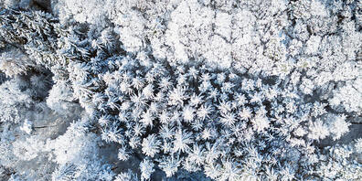 Schnee bedeckte Bäume in einem Wald in Hüttikon ZH. Die Schweiz hat stellenweise die kälteste Nacht des Jahres erlebt.
