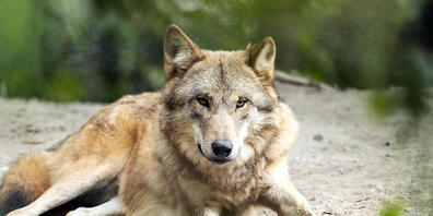 Ein Wolf im Zoo Zürich. Abschüsse wildlebender Tiere sollen nach dem Willen des Parlaments künftig einfacher möglich sein. (Archivbild)