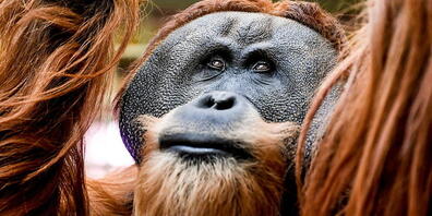 Orang-Utans und Gorillas stützen sich bei ihren Entscheidungen auf rationale Hinweise, wetten aber gerne, wenn eine grössere Belohnung auf dem Spiel steht. (Archivbild)