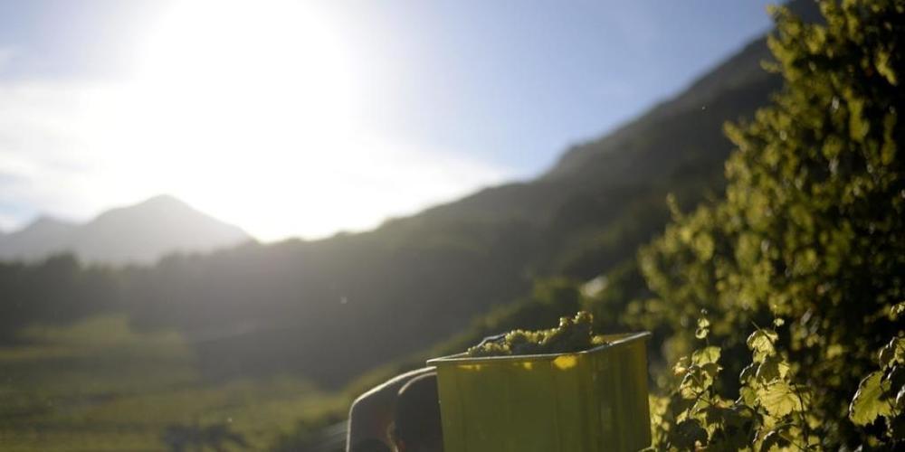 Weinlese bei Fully im Unterwallis. Es ist eine von fünf Gemeinden, in denen die Goldgelbe Vergilbung in diesem Jahr im Wallis neu nachgewiesen worden ist. (Archivbild)