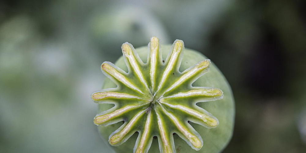 Der kanadische Zoll hat in Vancouver die Rekordmenge von fast 2,5 Tonnen Opium beschlagnahmt. Im Bild eine Schlafmohnpflanze, aus der Opium gewonnen werden kann. (Archivbild)
