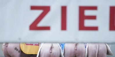 An der kommenden Olma wird Zürich Gastkanton. Im Bild die Rennschweine nach ihrem Einsatz in der Olma-Arena. (Archivbild)
