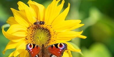 ARCHIV - Ein Tagpfauenauge sitzt auf einer Sonnenblume, die auf der Blühfläche wächst. Foto: Sina Schuldt/dpa