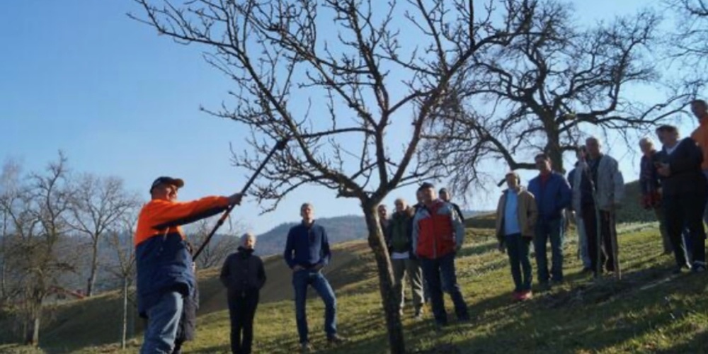 Am Samstag, 21. Januar 2023 organisiert der Naturschutzverein Grüningen einen Obstbaumschnittkurs.