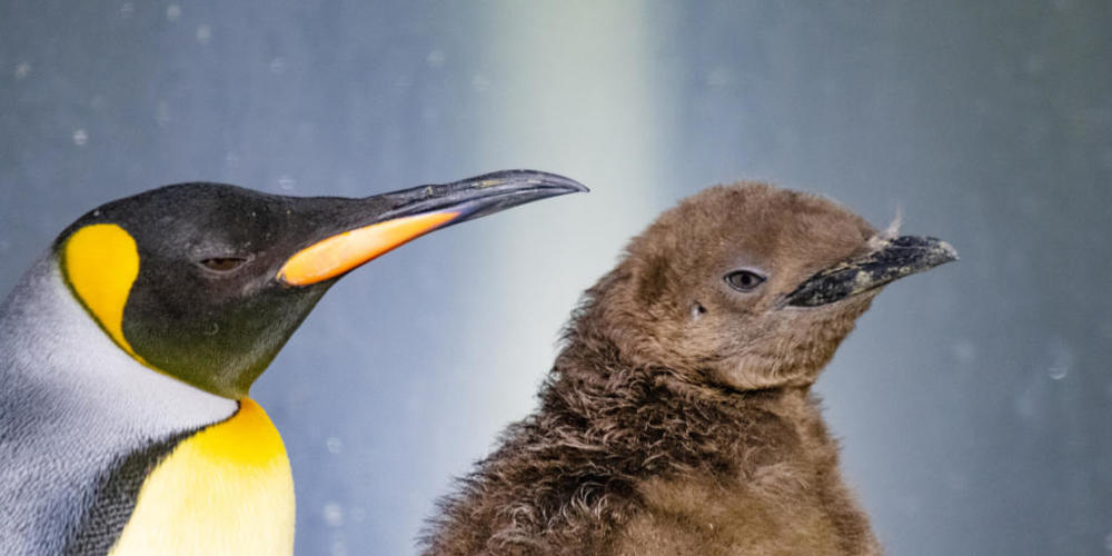 Der Zoo Basel verzeichnet einen aussergewöhnlichen dreifachen Nachwuchs bei den Königspinguinen.