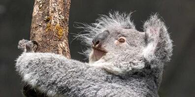 Das Koalaweibchen Téa ist von einem Zoo in Frankreich nach Zürich gekommen.