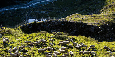 Im Kanton Graubünden erhielten im letzten Jahr 82 Alpbetriebe Beiträge für den Herdenschutz. (Symbolbild)