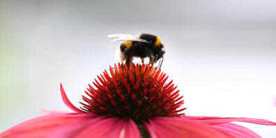 Sie reagiert besonders empfindlich auf Hitze: Hummel auf einer Echinacea-Blüte. (Archivbild)