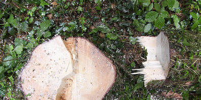 In Winterthur müssen 228 Bäume gefällt werden, darunter auch eine 150-jährige Fichte, die abgestorben ist, weil sie vom Borkenkäfer befallen wurde. (Symbolbild)