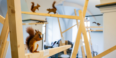 Über dreissig Eichhörnchen beleben die Baumkronen der Ausstellung, 