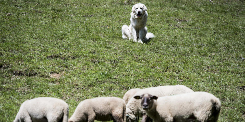 Herdenschutz genügt nicht: Der Bundesrat will Nutztiere besser vor der wachsenden Wolfspopulation schützen und Abschüsse erleichtern. (Symbolbild)