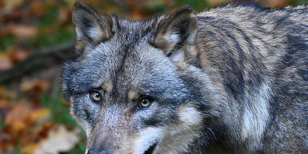 Wildhüter haben nach Schafsrissen im Bündner Safiental einen erwachsenen Wolfsrüden erlegt. Dieser wird nun genetisch untersucht. (Symbolbild)