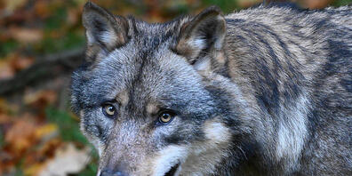 Wildhüter haben nach Schafsrissen im Bündner Safiental einen erwachsenen Wolfsrüden erlegt. Dieser wird nun genetisch untersucht. (Symbolbild)