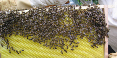 Bienen konnten dieses Jahr wider fleissig Honig produzieren.
