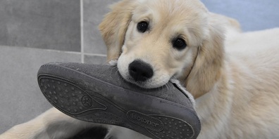 Es gibt wichtige Gründe, weshalb Hausschuhe sinnvoll und beliebt sind.