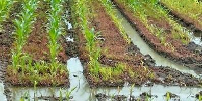 Bei derart durchsättigten Feuchtackerflächen muss nicht unbedingt die Drainage saniert werden, auch Nassreisanbau könnte sich lohnen.