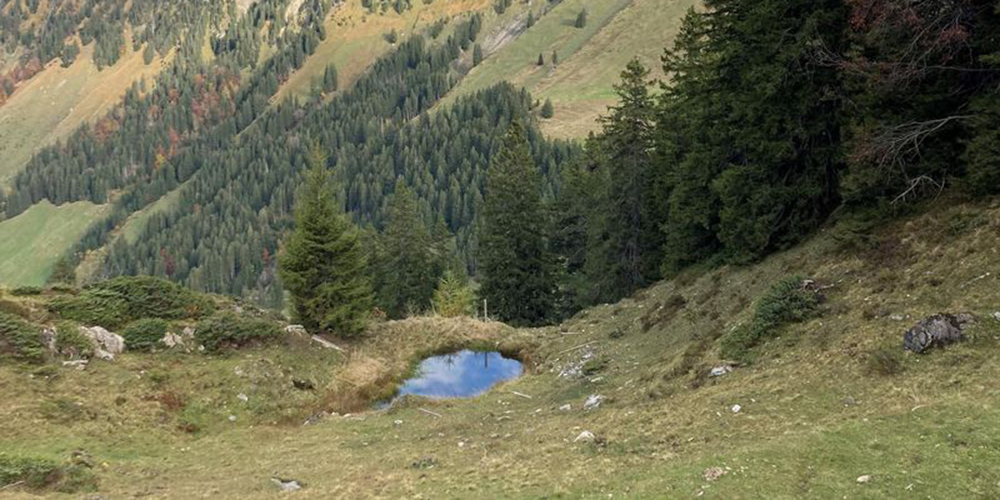 Die Bewirtschaftung der Alpen unterstützt nicht nur die Produktion, sondern fördert auch die Artenvielfalt. 