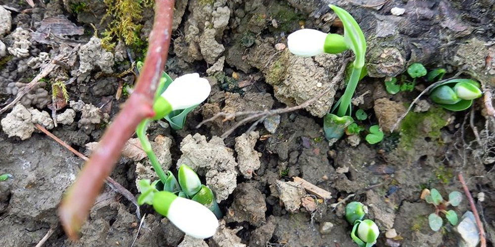 Frühlingsblumen im November: Im Sarganserland blühen an gewissen Orten bereits die ersten Schneeglöckchen. 