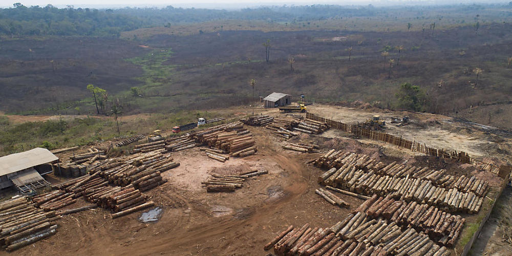 ARCHIV - Der Regenwald wird immer wieder als die .«Lunge der Erde» bezeichnet. Doch unter der Bolsonaro-Regierung haben Abholzung und Brände im brasilianischen Amazonaswald Höchstwerte erreicht. Foto: Andre Penner/AP/dpa