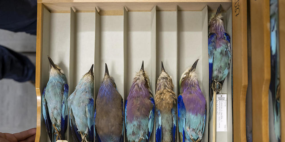 Hunderte von Vogelpräparaten sind in Archiv-Schubladen untergebracht.