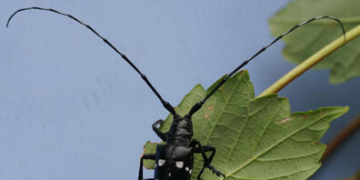 Der Asiatische Laubholzbockkäfer (Anoplophora glabripennis) ist ein besonders gefährlicher Schädling. Im Bild ein männliches Exemplar.