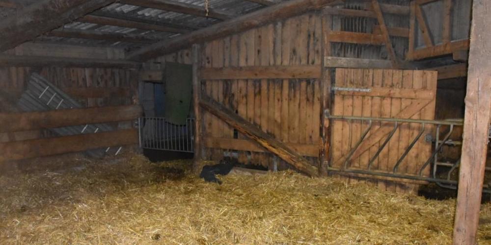 Als der Bauer den Stallunterstand neu einstreute, wurde er vom Stier angegriffen und verletzt.
