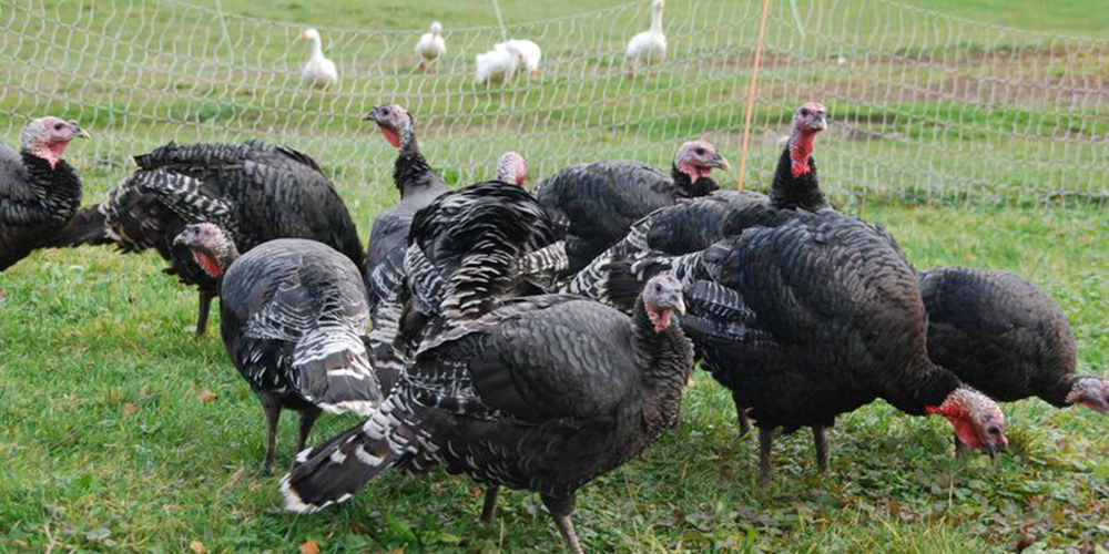 Bronzetruten entwicklen zwar weniger Fleisch als die typischen weissen Mastrassen, sind dafür auch etwas weniger krankheits- und verletzungsanfällig.