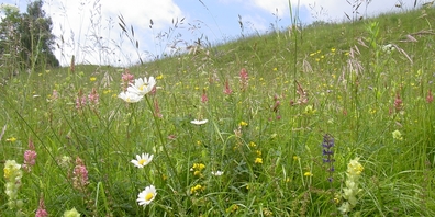 Im BWZT in Wattwil kommt es am 27. August zu einer Podiumsdiskussion zur Biodiversitätdsinitiative.