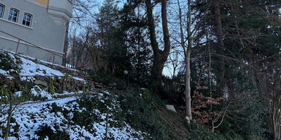 Hier sollen fünf Bäume einer Garage weichen