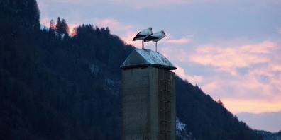 Die zwei Störche in Buttikon sitzen dort, wo einst ihr Nest stand.