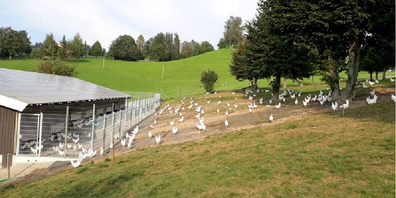 Photovoltaikanlage Betrieb Sturzenegger, Wald.