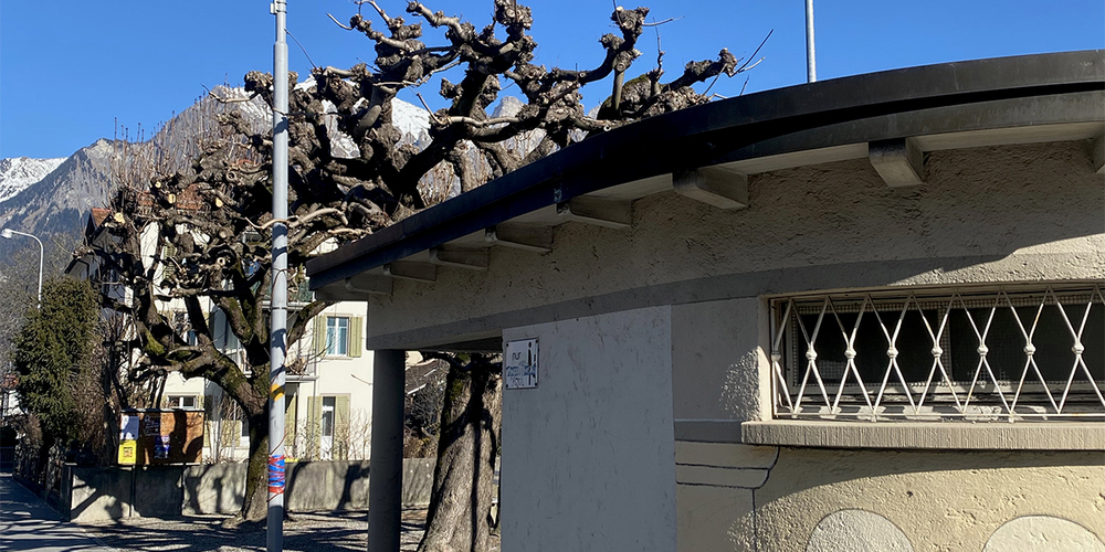 Kastanienbäume in Bad Ragaz: Einer muss krankheitsbedingt weg.