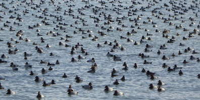 Tausende Enten überwintern in der Schweiz.