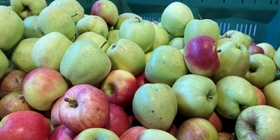 Äpfel können unter kontrollierten Bedingungen Monate, ja sogar Jahre gelagert werden. 